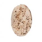 Roasted Papad