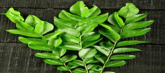 Fresh organic Indian Curry Leaves from plant